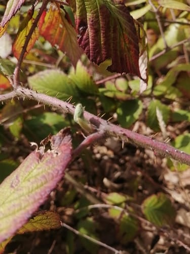 Rubus caucasicus