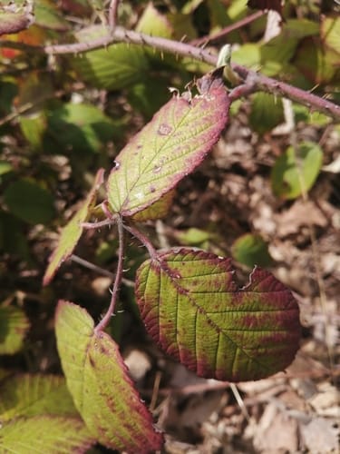 Rubus caucasicus