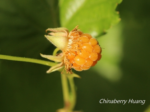 Rubus corchorifolius