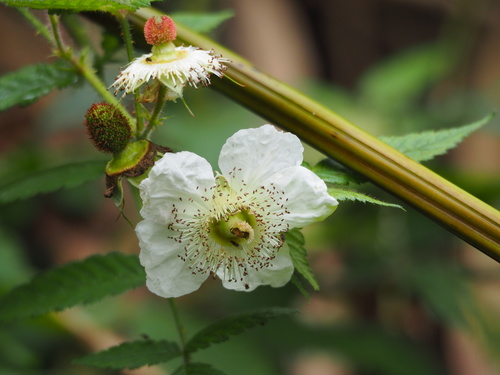 Rubus croceacanthus