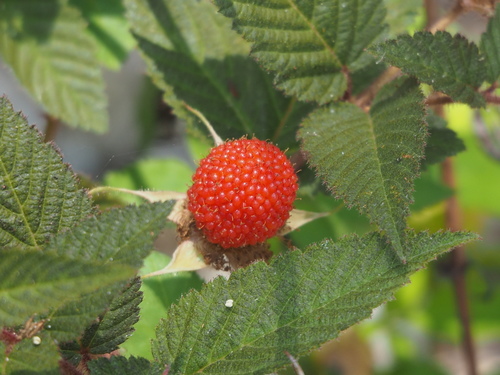 Rubus croceacanthus