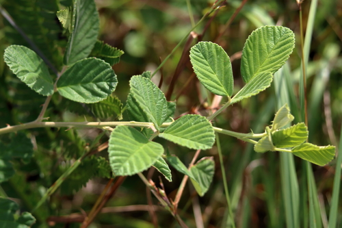 Rubus cuneifolius