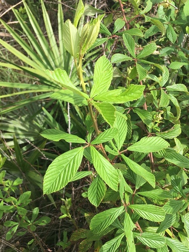 Rubus cuneifolius