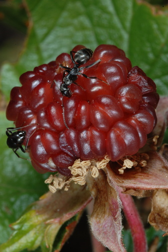 Rubus deliciosus