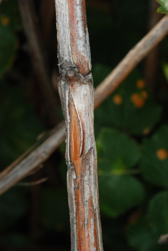 Rubus deliciosus