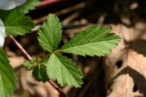Rubus enslenii