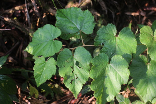 Rubus flagelliflorus