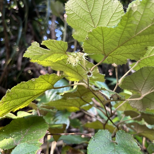 Rubus flagelliflorus