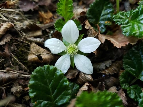 Rubus geoides