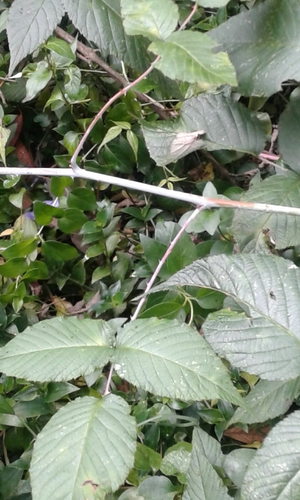 Rubus glaucus