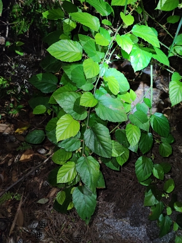 Rubus grayanus