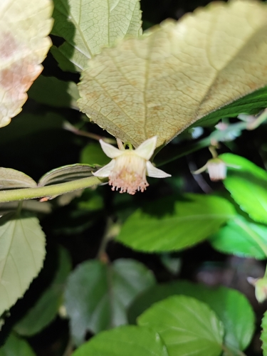 Rubus grayanus