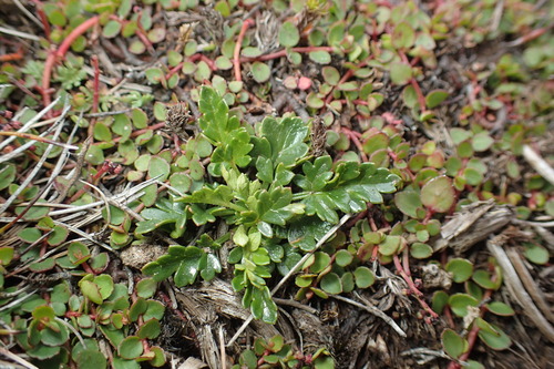 Rubus gunnianus