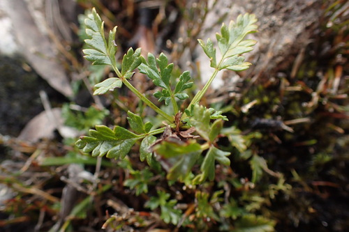 Rubus gunnianus