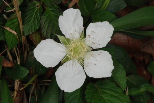 Rubus hirsutus
