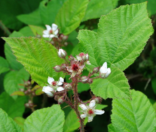 Rubus hirtus