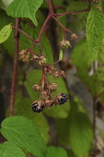 Rubus hirtus