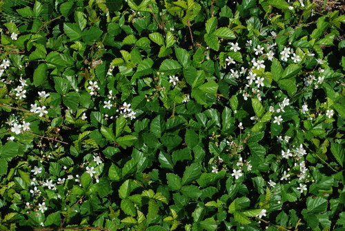 Rubus hispidus