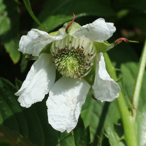Rubus illecebrosus