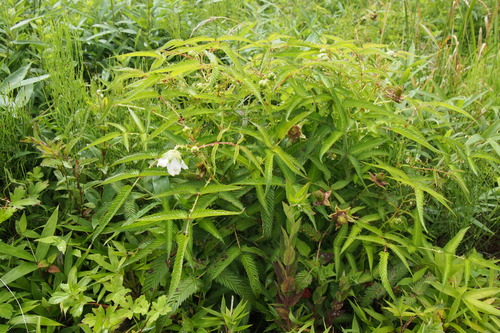 Rubus illecebrosus