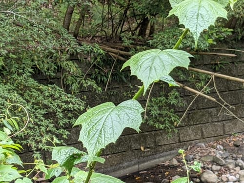 Rubus lambertianus