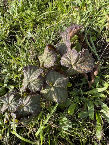 Rubus lemurum