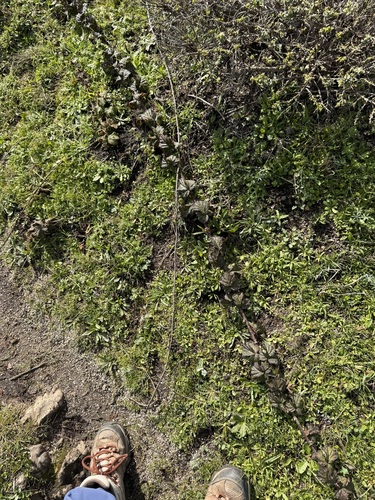 Rubus lemurum