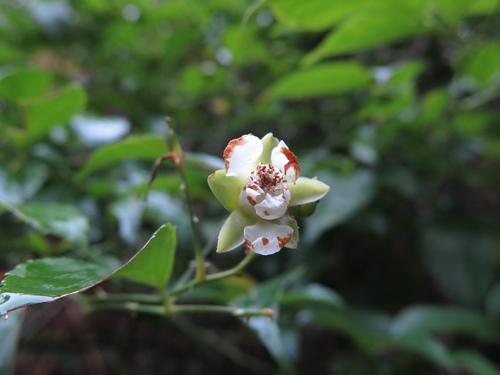 Rubus leucanthus