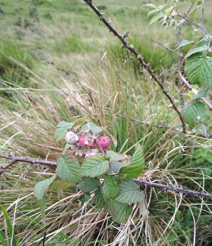 Rubus leucocarpus