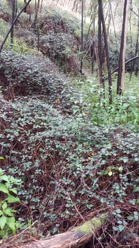 Rubus leucostachys