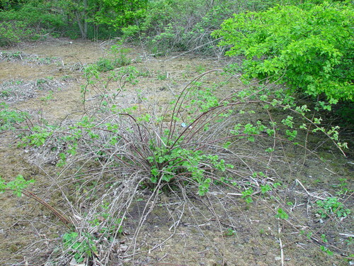 Rubus loganobaccus