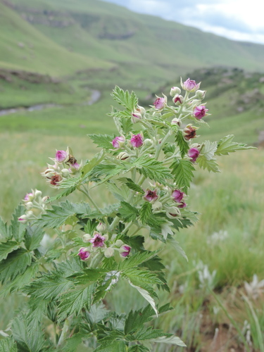 Rubus ludwigii