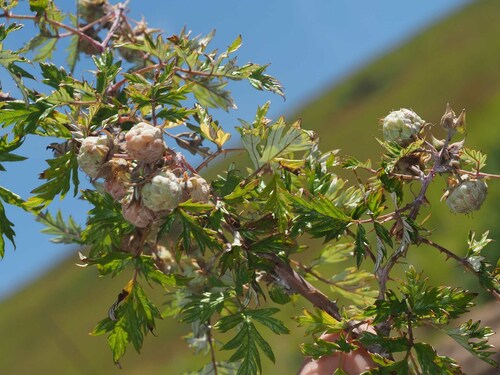 Rubus ludwigii