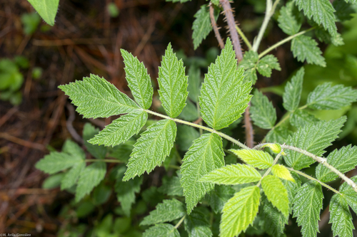 Rubus macvaughianus