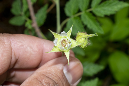 Rubus macvaughianus