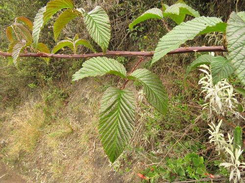 Rubus megalococcus