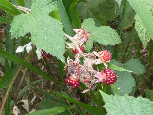 Rubus moluccanus