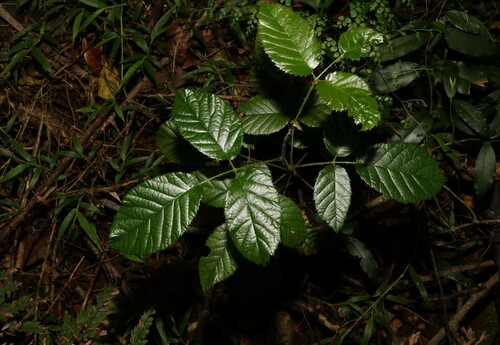 Rubus moorei
