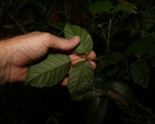Rubus moorei