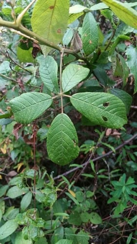 Rubus myrianthus