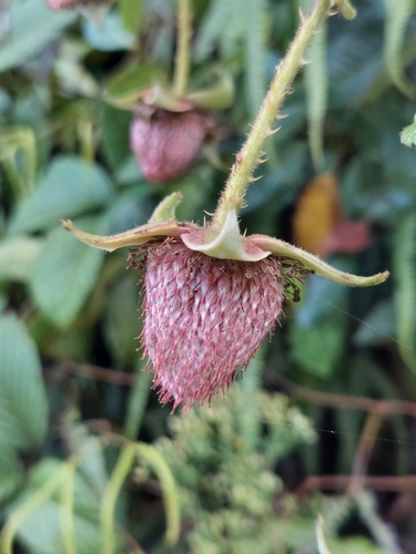 Rubus nubigenus