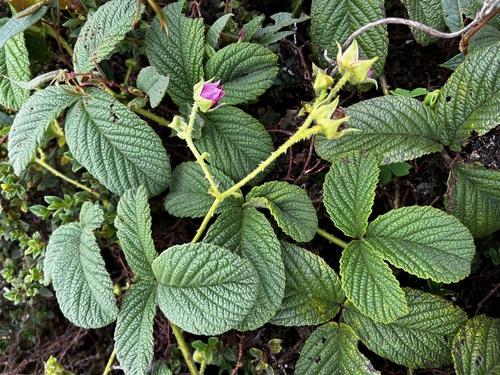 Rubus nubigenus