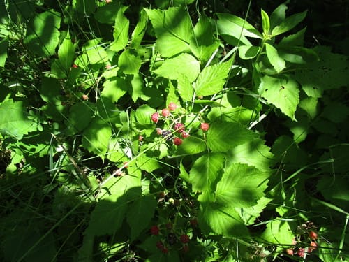 Rubus occidentalis