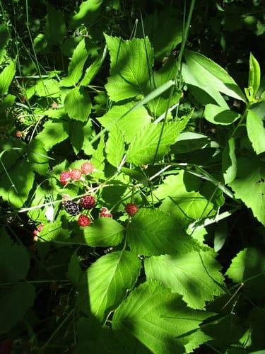 Rubus occidentalis