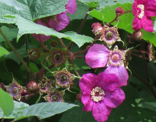 Rubus odoratus