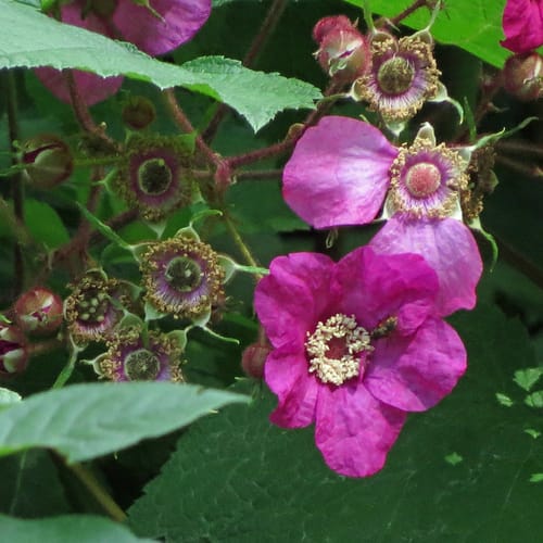Rubus odoratus