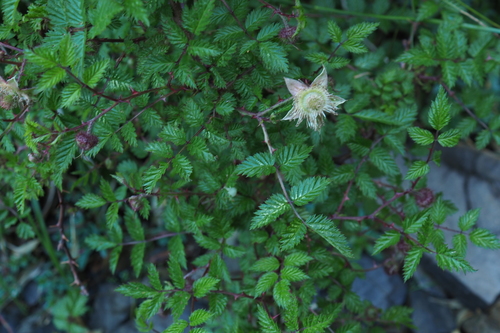 Rubus oldhamii
