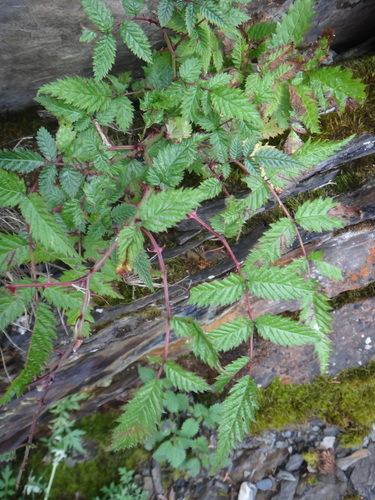 Rubus oldhamii