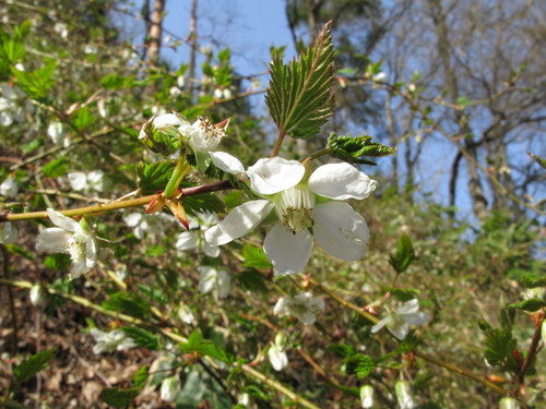 Rubus palmatus