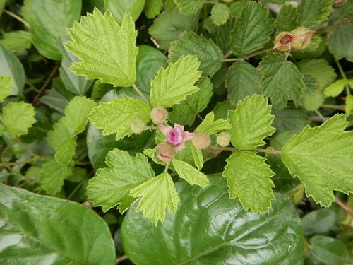 Rubus parvifolius